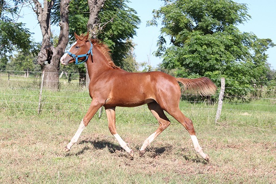 RO Embrujo